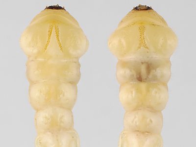 Melobasis propinqua verna, PL3825A, larva, MU, 23.9 × 4.4 mm